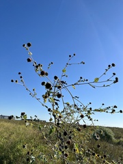 Helianthus argophyllus