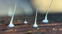 Mycena tenerrima