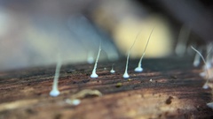 Mycena tenerrima