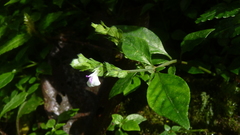 Justicia candelariae