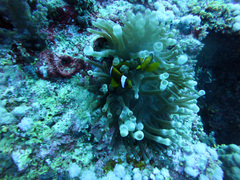 Entacmaea quadricolor