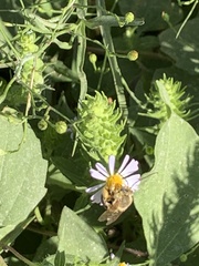 Melissodes dentiventris