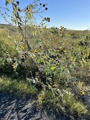 Helianthus argophyllus