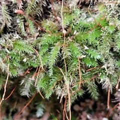 Herzogiella seligeri