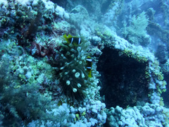 Amphiprion bicinctus