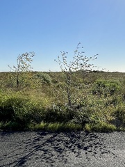 Helianthus argophyllus