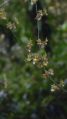 Oncidium bracteatum
