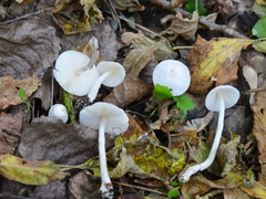 Leucoagaricus crystallifer