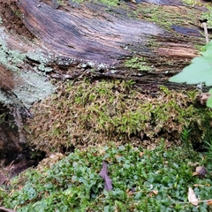 Herzogiella seligeri