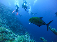 Caranx melampygus