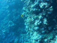 Heniochus intermedius