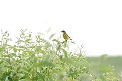 Motacilla flava thunbergi