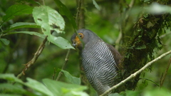 Micrastur ruficollis