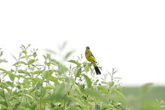 Motacilla flava thunbergi