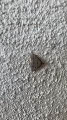 Dichromodes mesogonia