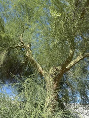 Parkinsonia florida