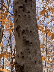 Cryptococcus fagisuga