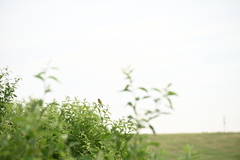 Motacilla flava thunbergi