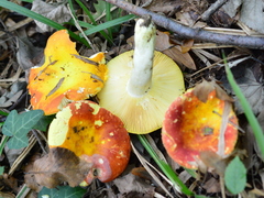 Russula aurea