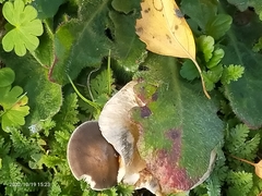 Clitocybe rivulosa