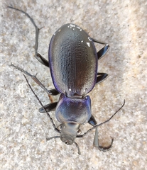 Carabus problematicus