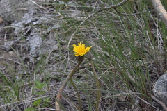 Nothocalais troximoides