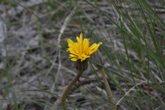 Nothocalais troximoides