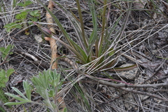 Nothocalais troximoides