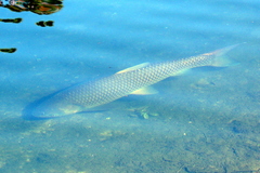 Ctenopharyngodon idella