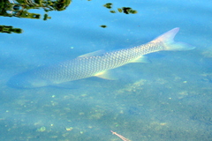Ctenopharyngodon idella