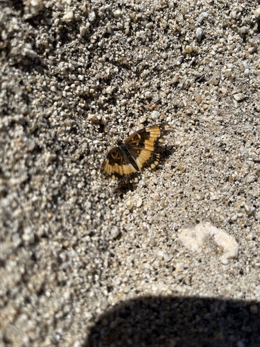 California Patch photo 6