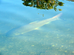 Ctenopharyngodon idella