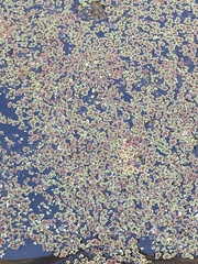 Azolla