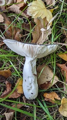 Russula parazurea