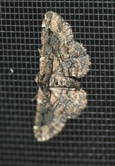Pholodes sinistraria