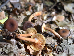 Lactarius serifluus