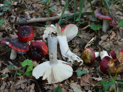 Russula atropurpurea
