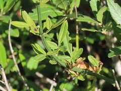 Chrysojasminum fruticans