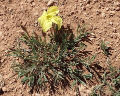 Oenothera lavandulifolia