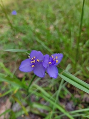 Tradescantia ohiensis