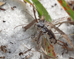 Ellipsoptera hirtilabris