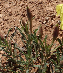 Oenothera lavandulifolia
