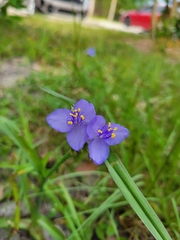 Tradescantia ohiensis