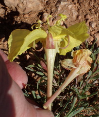 Oenothera lavandulifolia
