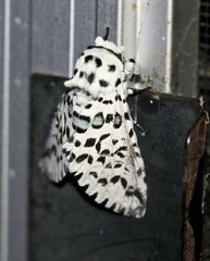 Kamalia australis