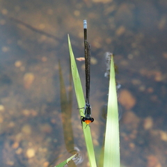 Pseudagrion ignifer