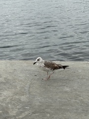 Larus