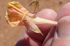 Oenothera lavandulifolia