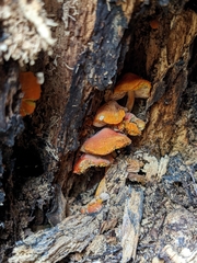 Pluteus aurantiorugosus