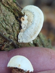 Perenniporia ohiensis